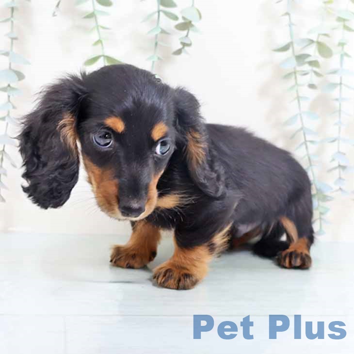 兵庫県のミニチュアダックスフンド(ロング) (ペットプラス 神戸三宮店/2025年10月26日生まれ/男の子/ブラックタン)の子犬の1枚目の画像