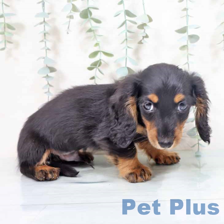 兵庫県のミニチュアダックスフンド(ロング) (ペットプラス 神戸三宮店/2025年10月26日生まれ/男の子/ブラックタン)の子犬の2枚目の画像
