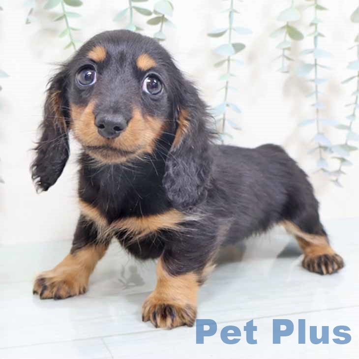 大阪府のミニチュアダックスフンド(ロング) (ペットプラス ららぽーと和泉店/2025年10月26日生まれ/女の子/ブラックタン)の子犬の1枚目の画像