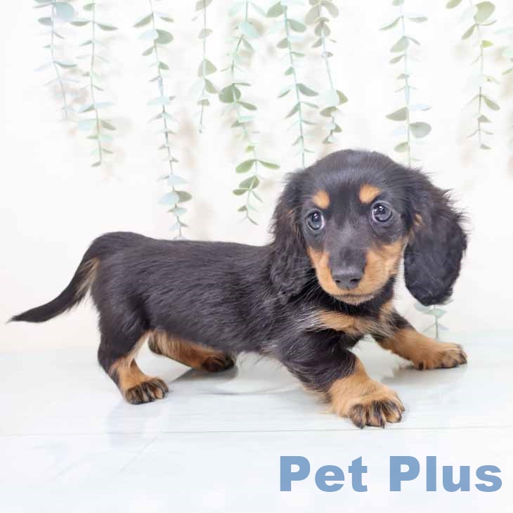 大阪府のミニチュアダックスフンド(ロング) (ペットプラス ららぽーと和泉店/2025年10月26日生まれ/女の子/ブラックタン)の子犬の2枚目の画像