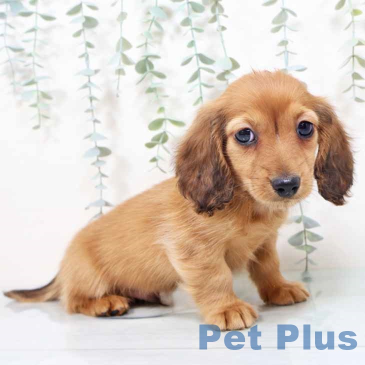 大阪府のミニチュアダックスフンド(ロング) (ペットプラス 四條畷店/2025年10月26日生まれ/男の子/レッド)の子犬