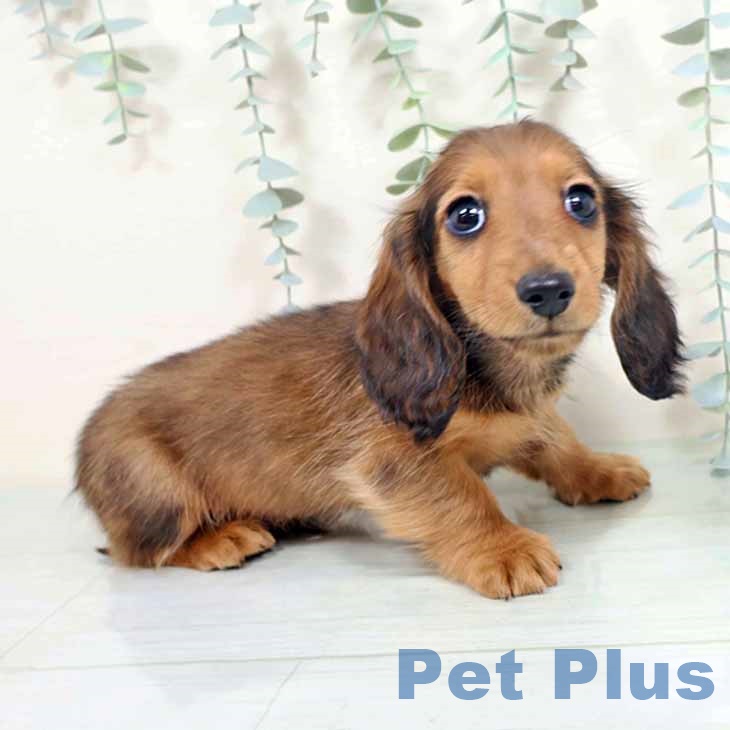 奈良県のミニチュアダックスフンド(ロング) (ペットプラス 大和郡山店/2025年10月26日生まれ/男の子/シェーデットレッド)の子犬の2枚目の画像