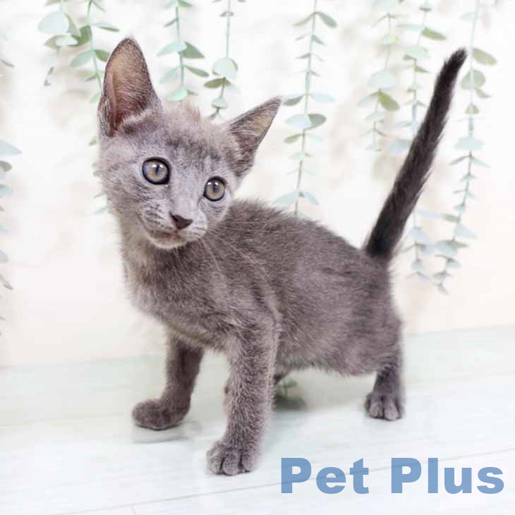 京都府のロシアンブルー (ペットプラス イオンモールKYOTO店/2025年10月22日生まれ/女の子/ブルーポイント)の子猫の1枚目の画像