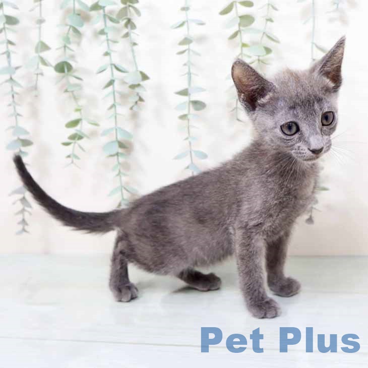 京都府のロシアンブルー (ペットプラス イオンモールKYOTO店/2025年10月22日生まれ/女の子/ブルーポイント)の子猫の2枚目の画像