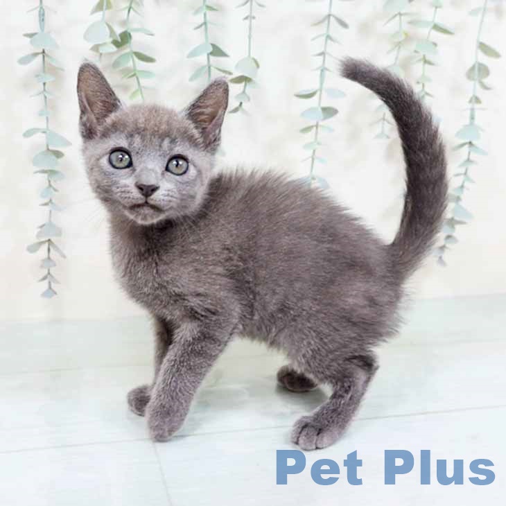 兵庫県のロシアンブルー (ペットプラス 神戸三宮店/2025年10月22日生まれ/男の子/ブルー)の子猫の1枚目の画像