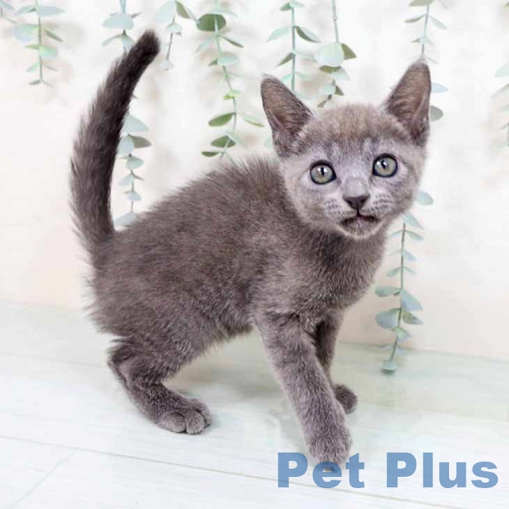 兵庫県のロシアンブルー (ペットプラス 神戸三宮店/2025年10月22日生まれ/男の子/ブルー)の子猫の2枚目の画像