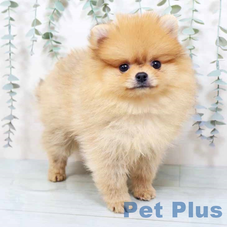 大阪府のポメラニアン (ペットプラス りんくう泉南店/2025年10月23日生まれ/男の子/オレンジ)の子犬