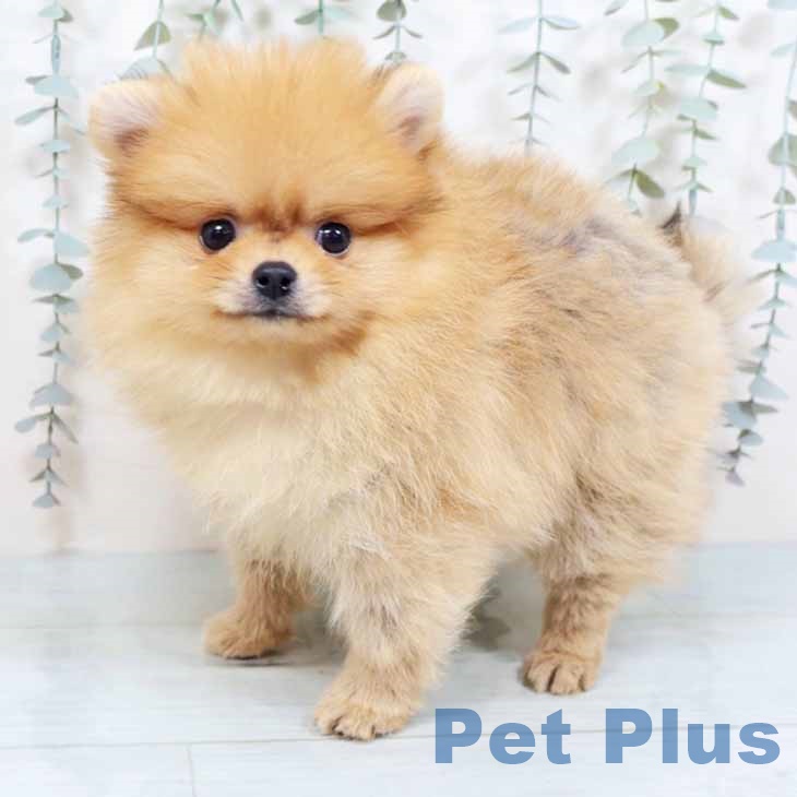 大阪府のポメラニアン (ペットプラス りんくう泉南店/2025年10月23日生まれ/男の子/オレンジ)の子犬の2枚目の画像