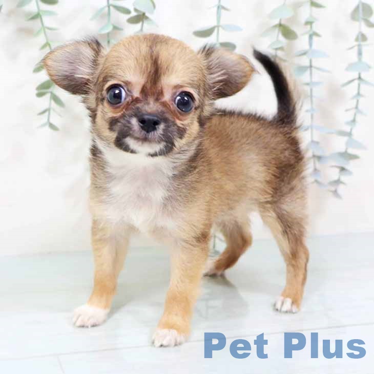 大阪府のチワワ(ロング) (ペットプラス 堺北花田店/2025年10月26日生まれ/男の子/フォーンホワイト)の子犬の1枚目の画像