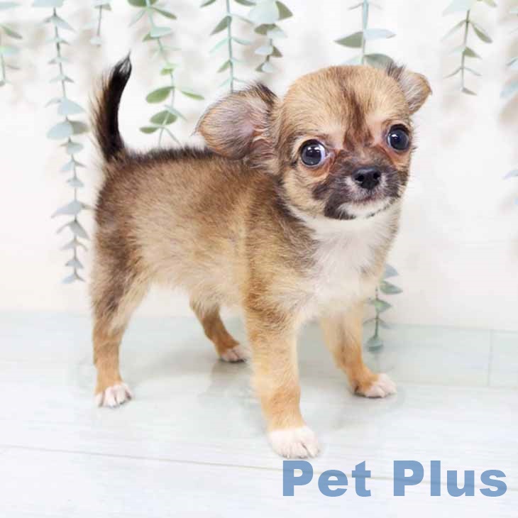 大阪府のチワワ(ロング) (ペットプラス 堺北花田店/2025年10月26日生まれ/男の子/フォーンホワイト)の子犬の2枚目の画像