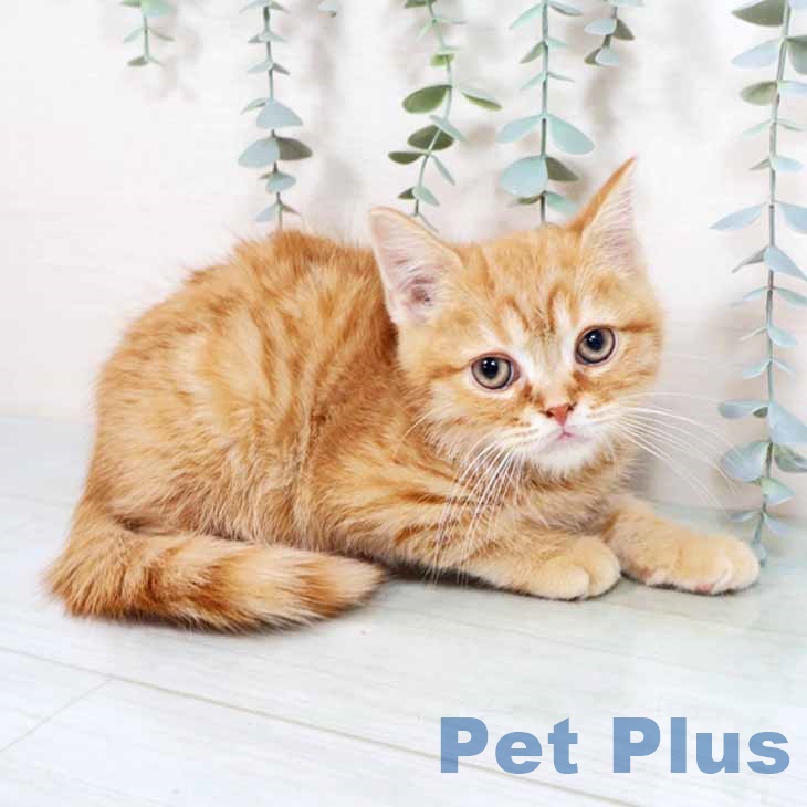 兵庫県のスコティッシュフォールド (ペットプラス 明石店/2025年10月16日生まれ/男の子/レッドタビー)の子猫の1枚目の画像