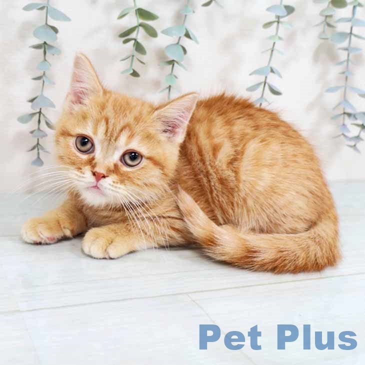 兵庫県のスコティッシュフォールド (ペットプラス 明石店/2025年10月16日生まれ/男の子/レッドタビー)の子猫の2枚目の画像