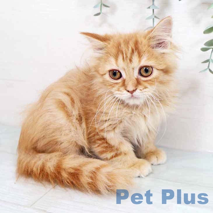奈良県のスコティッシュフォールド (ペットプラス 大和郡山店/2025年10月16日生まれ/男の子/レッドタビー)の子猫の1枚目の画像