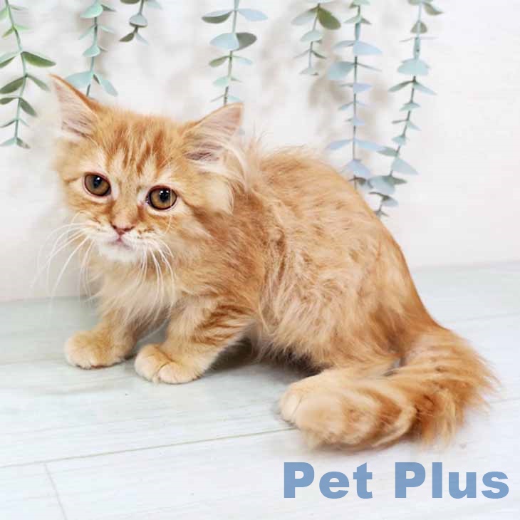 奈良県のスコティッシュフォールド (ペットプラス 大和郡山店/2025年10月16日生まれ/男の子/レッドタビー)の子猫の2枚目の画像