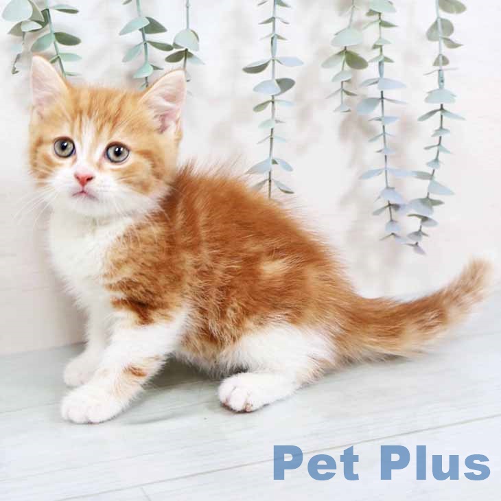 徳島県のスコティッシュフォールド (ペットプラス 徳島店/2025年10月26日生まれ/男の子/レッドタビーホワイト)の子猫の1枚目の画像