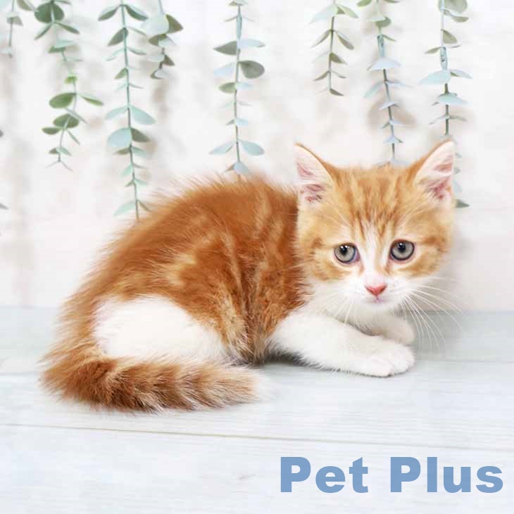 徳島県のスコティッシュフォールド (ペットプラス 徳島店/2025年10月26日生まれ/男の子/レッドタビーホワイト)の子猫の2枚目の画像