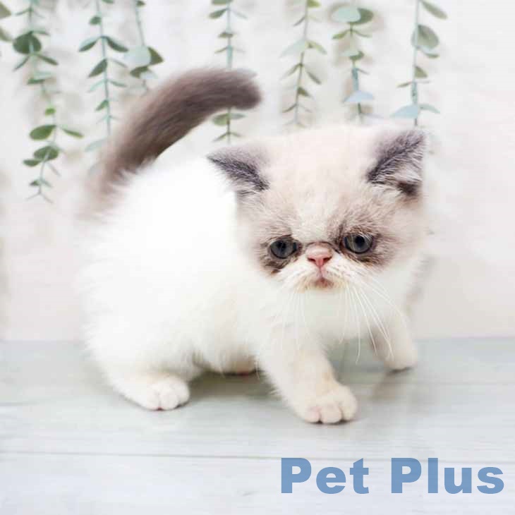京都府のエキゾチック (ペットプラス 京都桂川店/2025年10月26日生まれ/男の子/ブルーポイント)の子猫の1枚目の画像