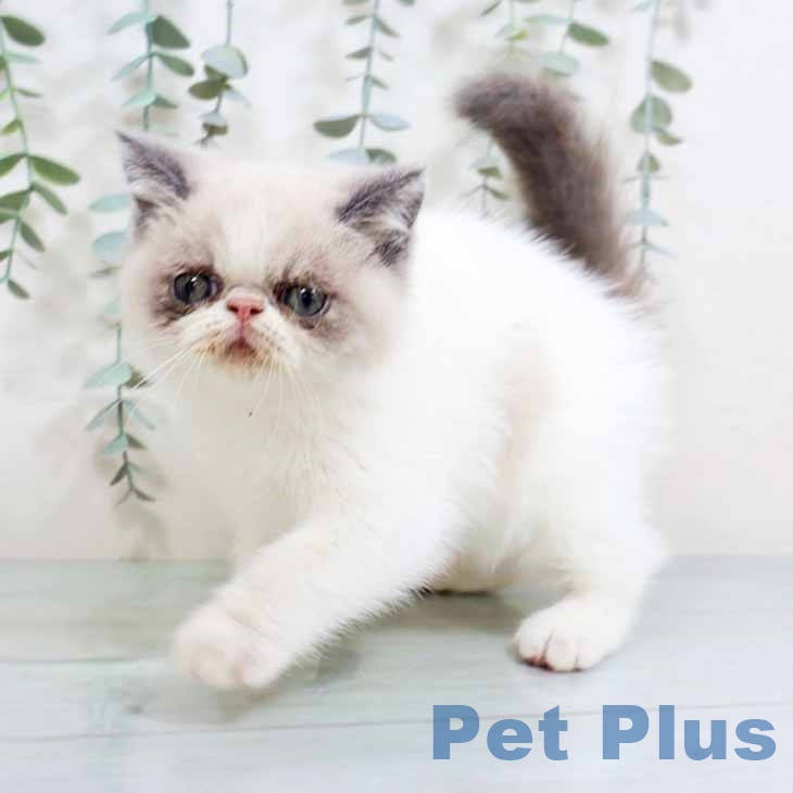 京都府のエキゾチック (ペットプラス 京都桂川店/2025年10月26日生まれ/男の子/ブルーポイント)の子猫の2枚目の画像