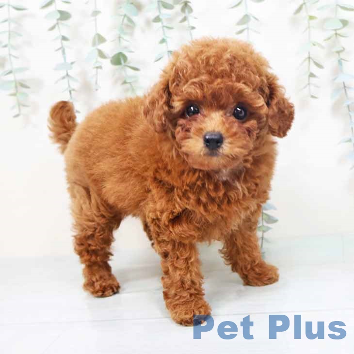 京都府のトイプードル(トイ) (ペットプラス 京都桂川店/2025年10月23日生まれ/女の子/レッドフォーン)の子犬の1枚目の画像