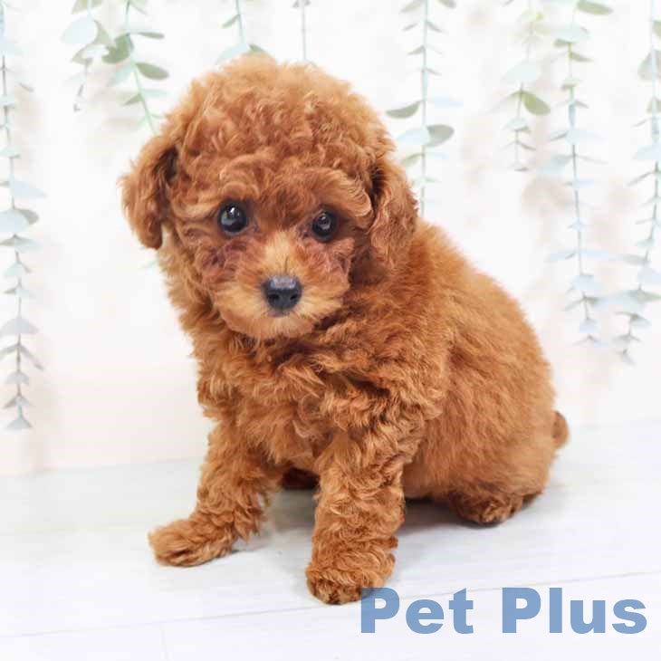 京都府のトイプードル(トイ) (ペットプラス 京都桂川店/2025年10月23日生まれ/女の子/レッドフォーン)の子犬の2枚目の画像