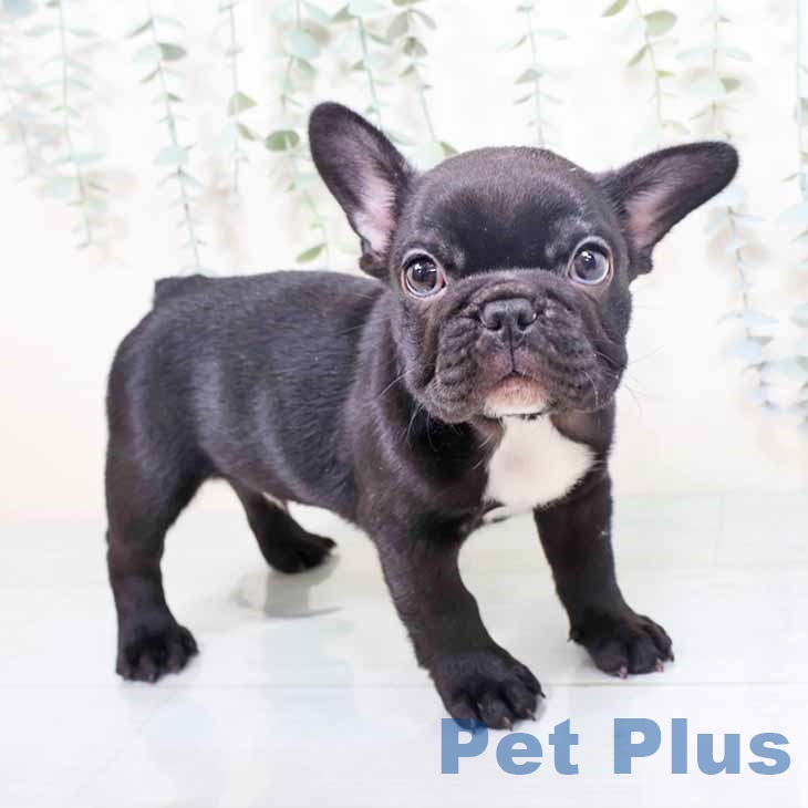 大阪府のフレンチブルドッグ (ペットプラス イオン大日店/2025年10月24日生まれ/男の子/ブリンドルホワイト)の子犬
