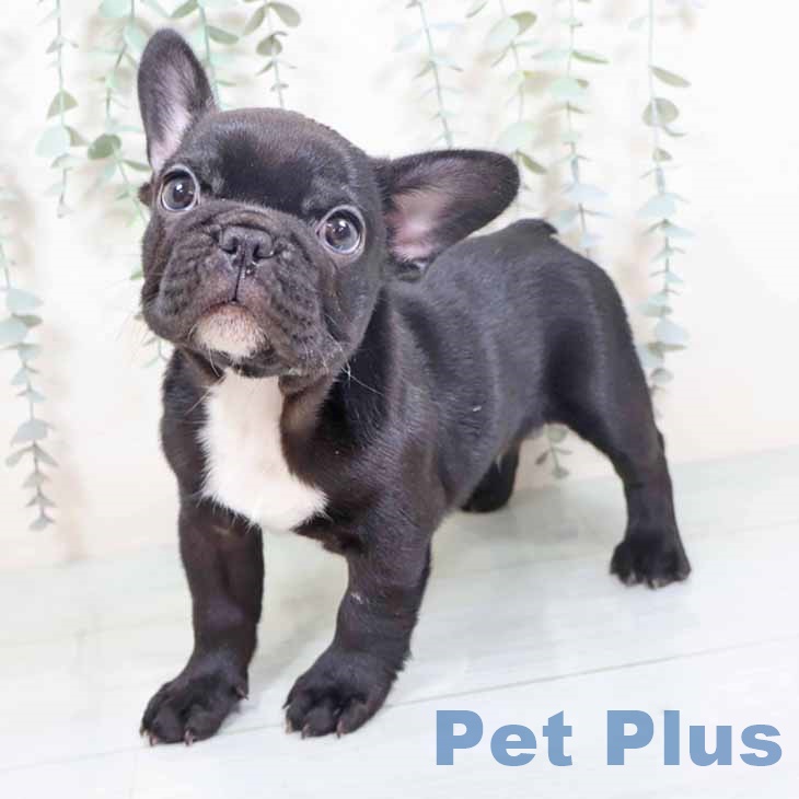 大阪府のフレンチブルドッグ (ペットプラス イオン大日店/2025年10月24日生まれ/男の子/ブリンドルホワイト)の子犬の2枚目の画像