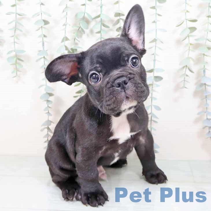 大阪府のフレンチブルドッグ (ペットプラス ららぽーと和泉店/2025年10月24日生まれ/男の子/ブリンドルホワイト)の子犬の1枚目の画像