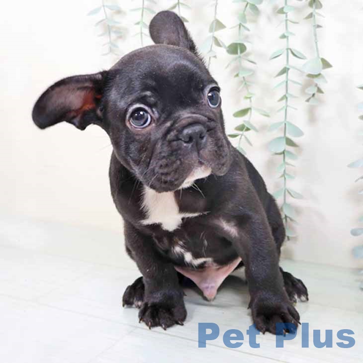 大阪府のフレンチブルドッグ (ペットプラス ららぽーと和泉店/2025年10月24日生まれ/男の子/ブリンドルホワイト)の子犬の2枚目の画像
