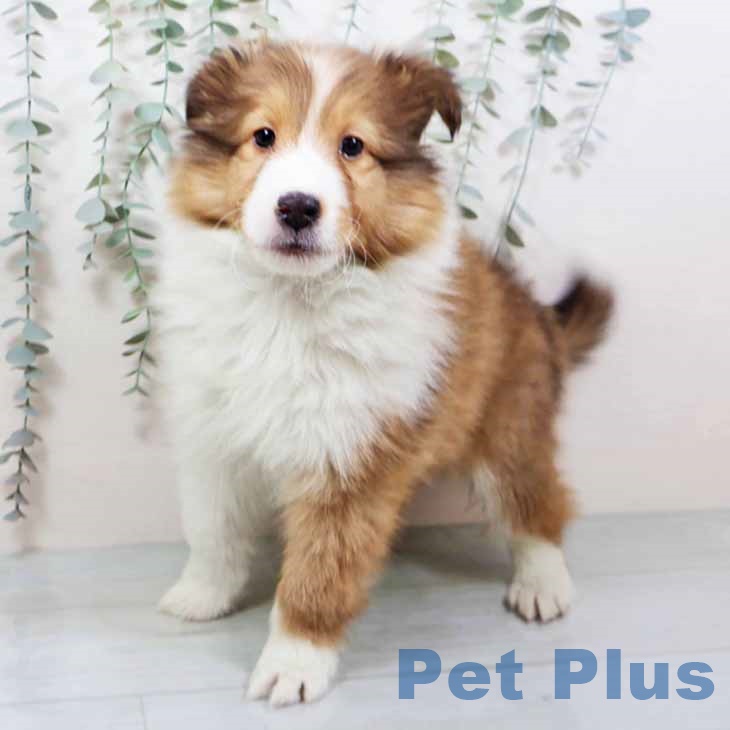 シェットランド・シープドッグ