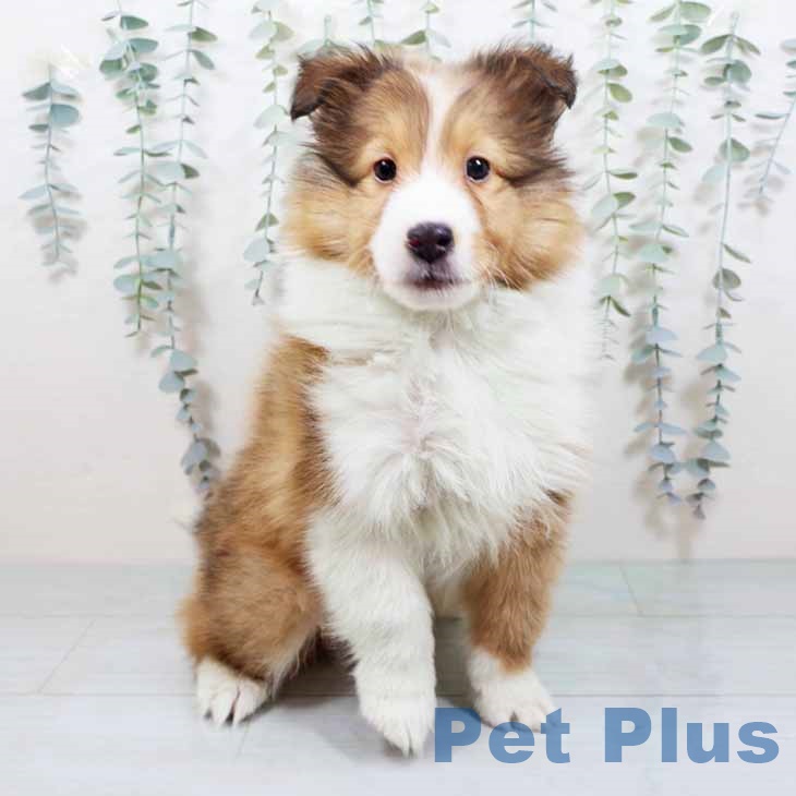 シェットランド・シープドッグの写真2