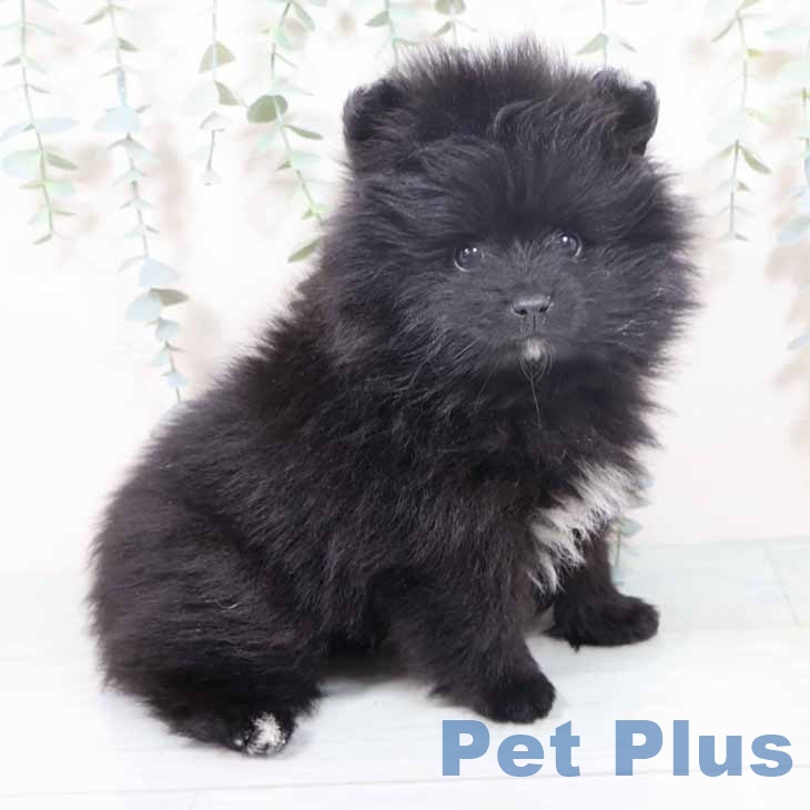 大阪府のポメラニアン (ペットプラス イオン大日店/2025年10月27日生まれ/男の子/ブラックホワイト)の子犬