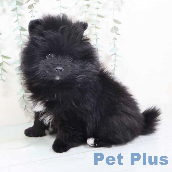 大阪府のポメラニアン (ペットプラス イオン大日店/2025年10月27日生まれ/男の子/ブラックホワイト)の子犬の2枚目の画像