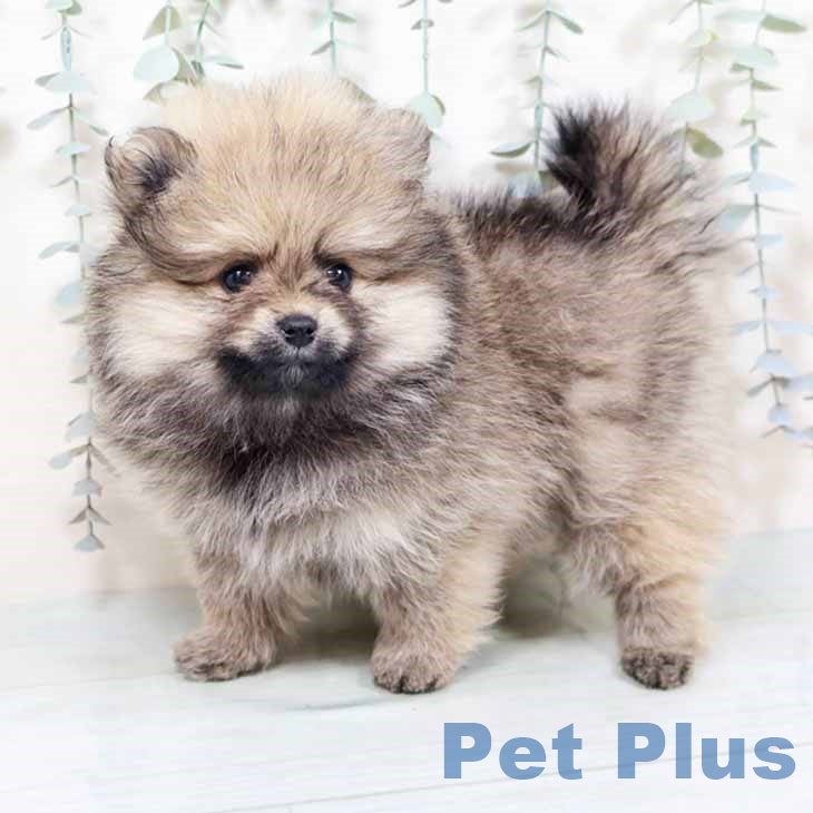 大阪府のポメラニアン (ペットプラス 四條畷店/2025年10月27日生まれ/女の子/ウルフセーブル)の子犬の1枚目の画像