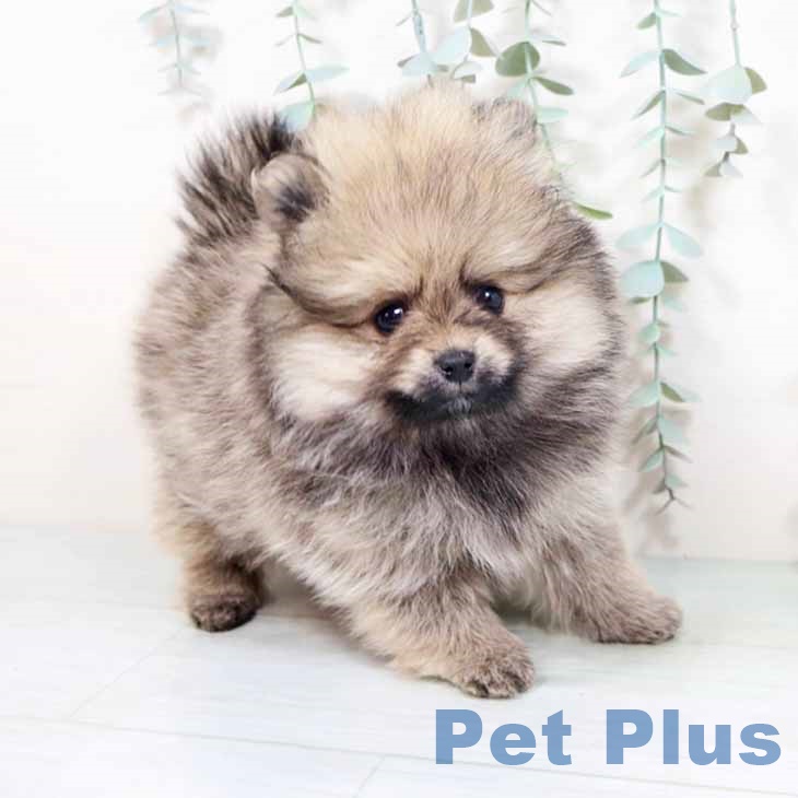大阪府のポメラニアン (ペットプラス 四條畷店/2025年10月27日生まれ/女の子/ウルフセーブル)の子犬の2枚目の画像