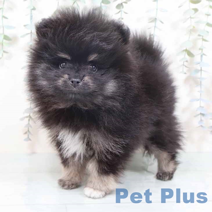京都府のポメラニアン (ペットプラス 京都桂川店/2025年10月27日生まれ/女の子/ブラックタン)の子犬の2枚目の画像