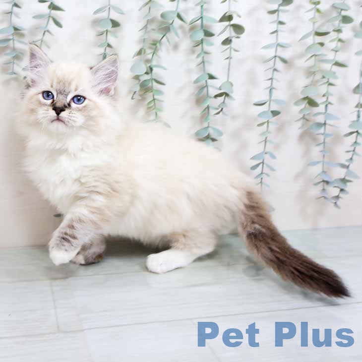 香川県のラグドール (ペットプラス 高松店/2025年10月17日生まれ/男の子/シールリンクスポイント)の子猫の1枚目の画像