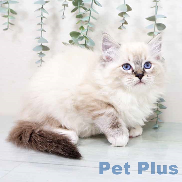 香川県のラグドール (ペットプラス 高松店/2025年10月17日生まれ/男の子/シールリンクスポイント)の子猫の2枚目の画像