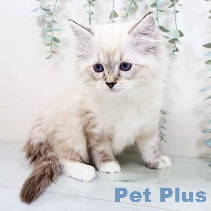 大阪府のラグドール (ペットプラス 四條畷店/2025年10月17日生まれ/女の子/シールリンクスポイント)の子猫の1枚目の画像