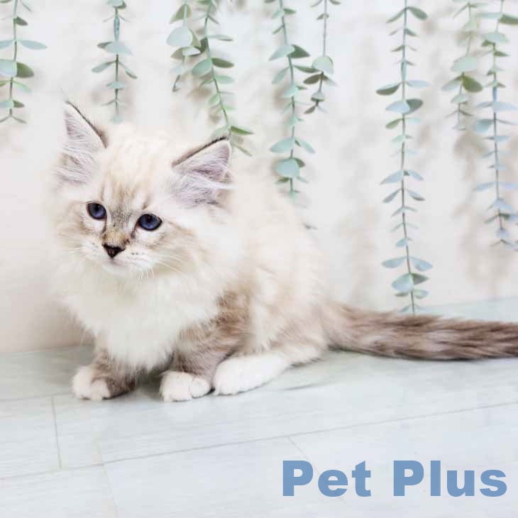 大阪府のラグドール (ペットプラス 四條畷店/2025年10月17日生まれ/女の子/シールリンクスポイント)の子猫の2枚目の画像