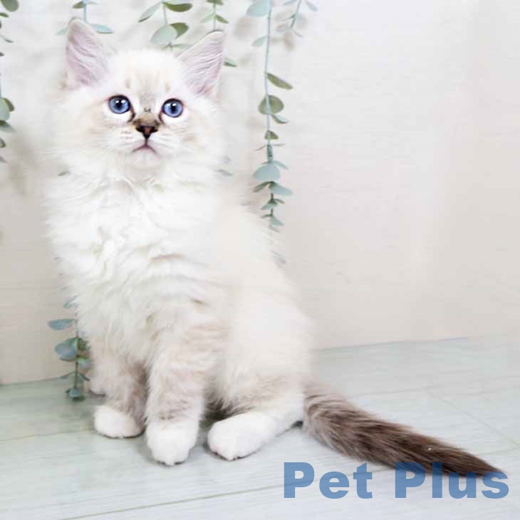 岡山県のラグドール (ペッツワン 岡山南店/2025年10月17日生まれ/女の子/シールリンクスポイント)の子猫の1枚目の画像