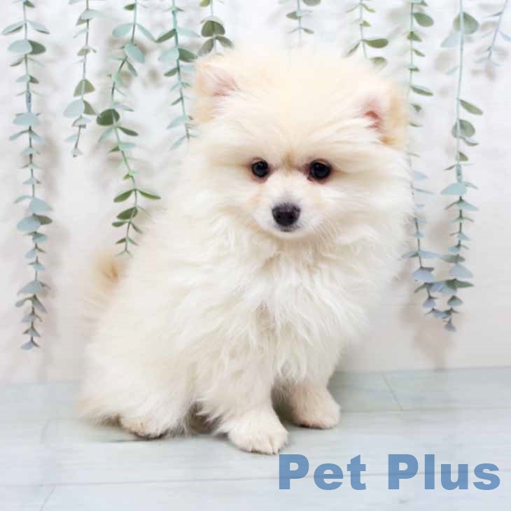大阪府のポメラニアン (ペットプラス 大阪ドームシティ店/2025年10月19日生まれ/女の子/クリーム)の子犬の1枚目の画像