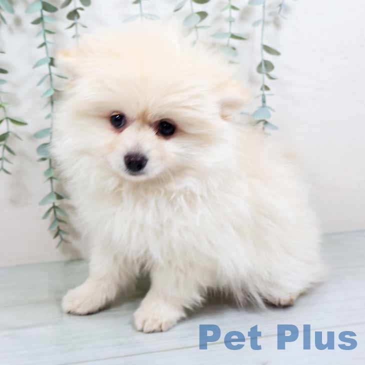 大阪府のポメラニアン (ペットプラス 大阪ドームシティ店/2025年10月19日生まれ/女の子/クリーム)の子犬の2枚目の画像
