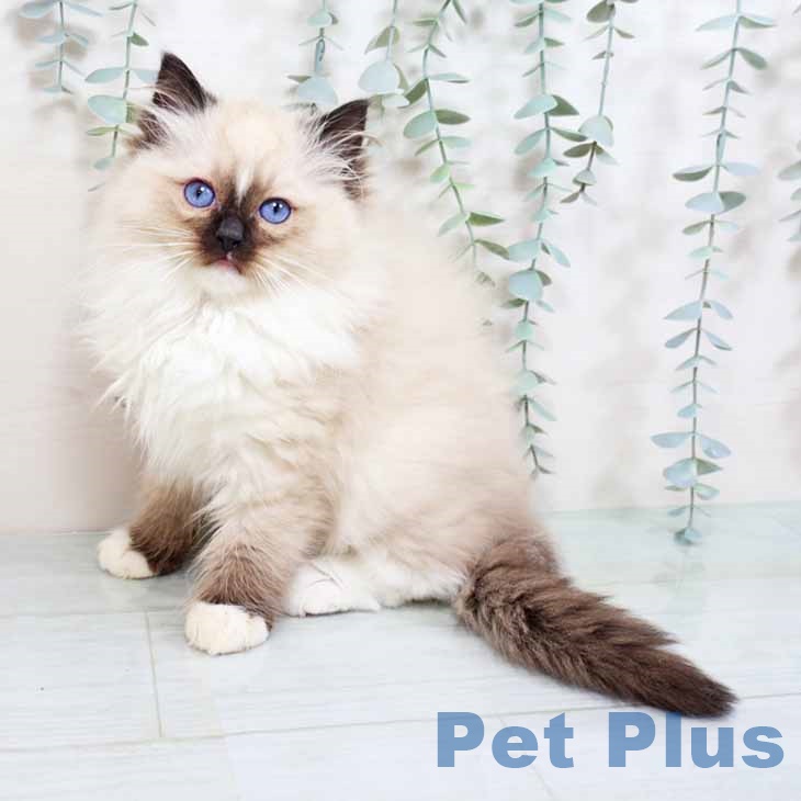 徳島県のラグドール (ペットプラス 徳島店/2025年10月18日生まれ/男の子/シールポイントミテッド)の子猫の1枚目の画像