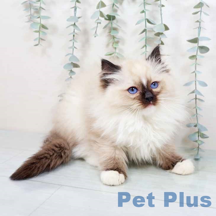 徳島県のラグドール (ペットプラス 徳島店/2025年10月18日生まれ/男の子/シールポイントミテッド)の子猫の2枚目の画像
