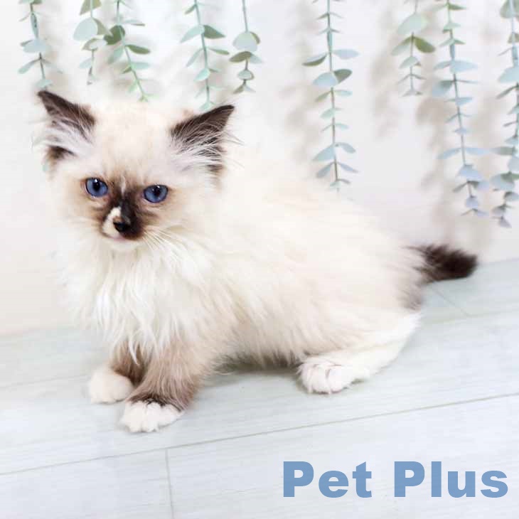 京都府のラグドール (ペットプラス 久御山店/2025年10月18日生まれ/女の子/シールポイントミテッド)の子猫の1枚目の画像
