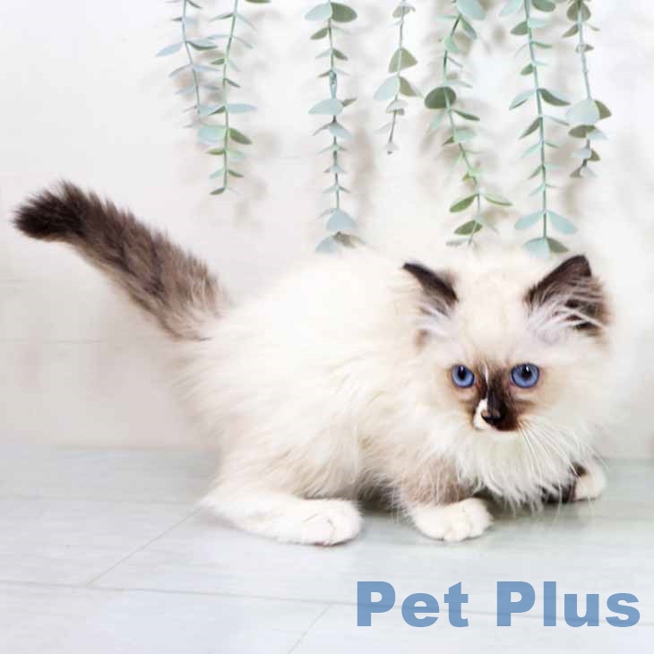 京都府のラグドール (ペットプラス 久御山店/2025年10月18日生まれ/女の子/シールポイントミテッド)の子猫の2枚目の画像