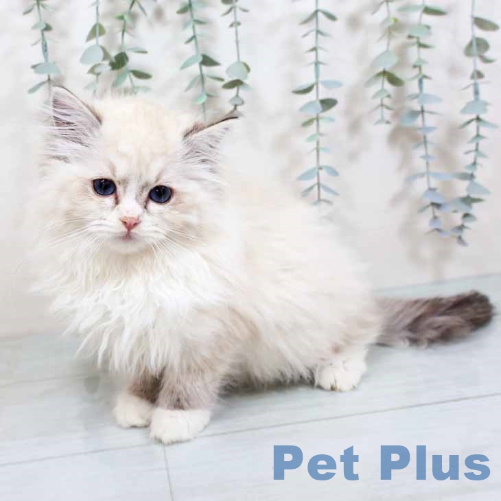 香川県のラグドール (ペットプラス 綾川店/2025年10月18日生まれ/女の子/シールリンクスポイントミテッド)の子猫の1枚目の画像