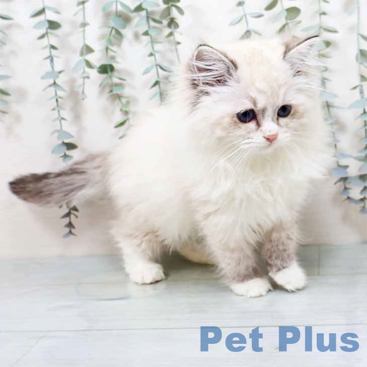 香川県のラグドール (ペットプラス 綾川店/2025年10月18日生まれ/女の子/シールリンクスポイントミテッド)の子猫の2枚目の画像