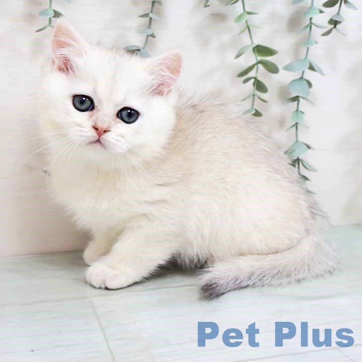 京都府のブリティッシュショートヘアー (ペットプラス イオンモールKYOTO店/2025年10月22日生まれ/男の子/シールゴールデンチンチラポイント)の子猫