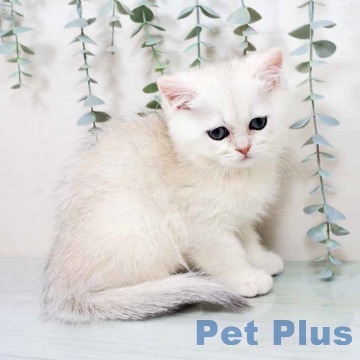 京都府のブリティッシュショートヘアー (ペットプラス イオンモールKYOTO店/2025年10月22日生まれ/男の子/シールゴールデンチンチラポイント)の子猫の2枚目の画像